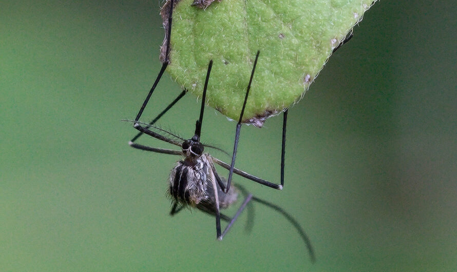 Wozu sind Mücken gut?
