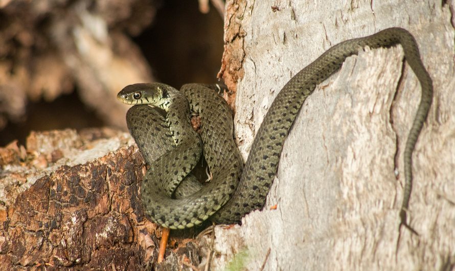 Reptilien – Teil 2: Schlangen
