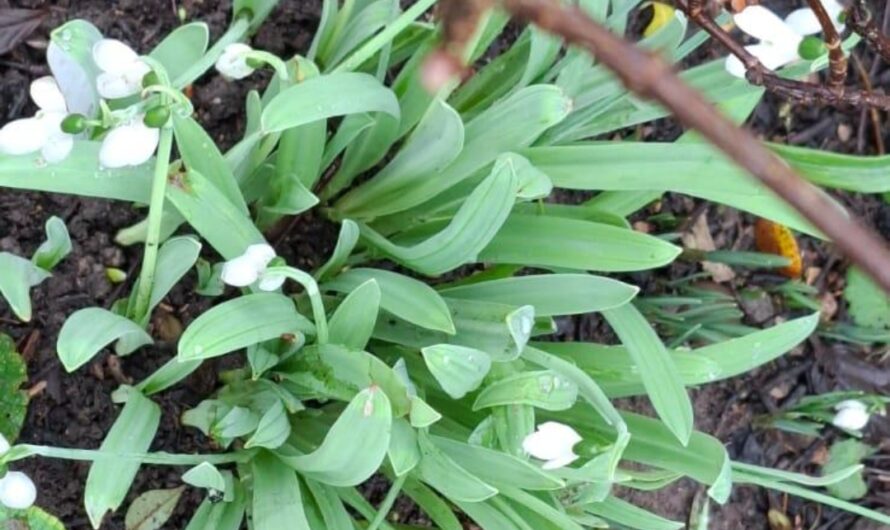 Neues vom Obst- und Gartenbauverein