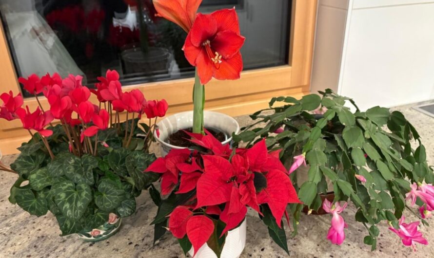 OGV – Informationen / Dezember 2025