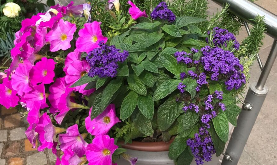 Kleiner Garten, große Möglichkeiten!