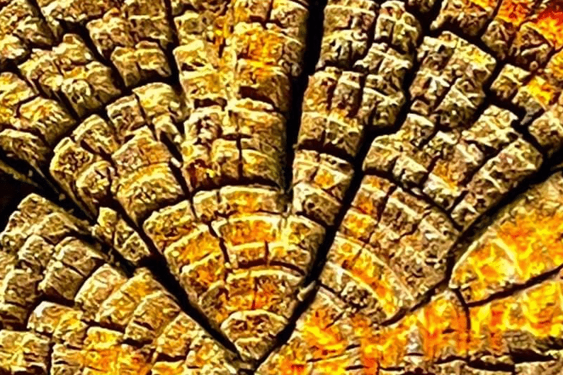 Vorletzte Heimat – Eine persönliche und politische Vision