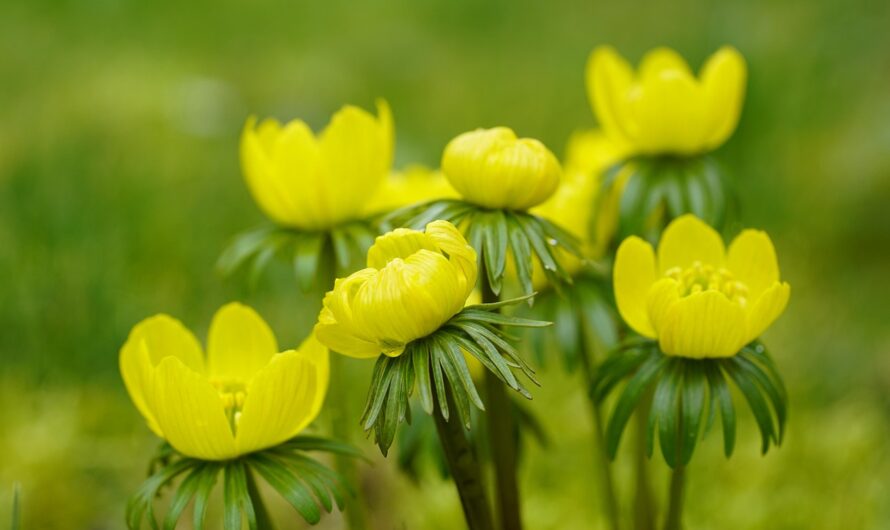 Was man diesen Monat im Garten erledigen kann
