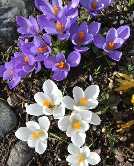 OGV-Informationen für März