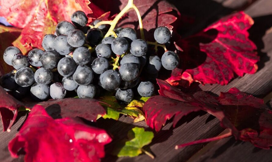 Alfreds (W)Einsichten / Buchstaben Y, Z