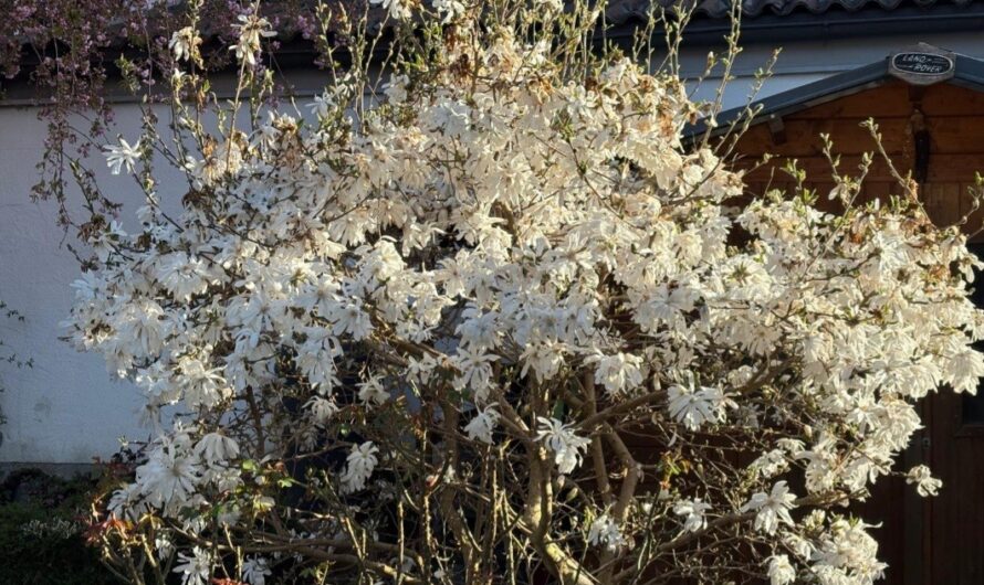 OGV-Informationen für April