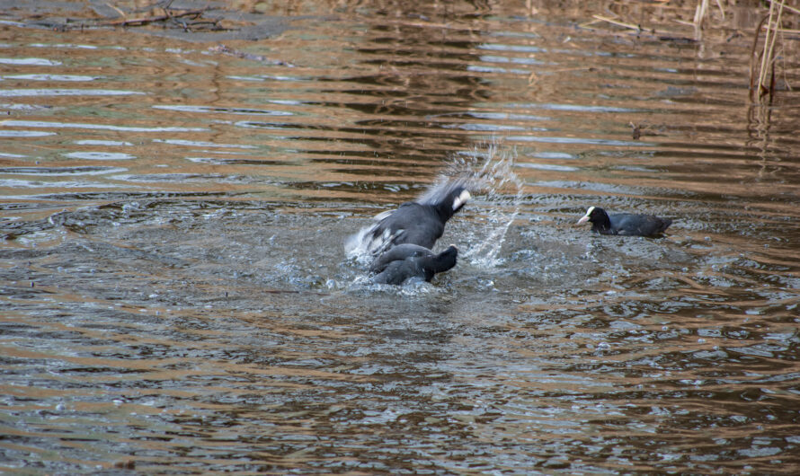 Inzing – ein Dorf vieler Vereine