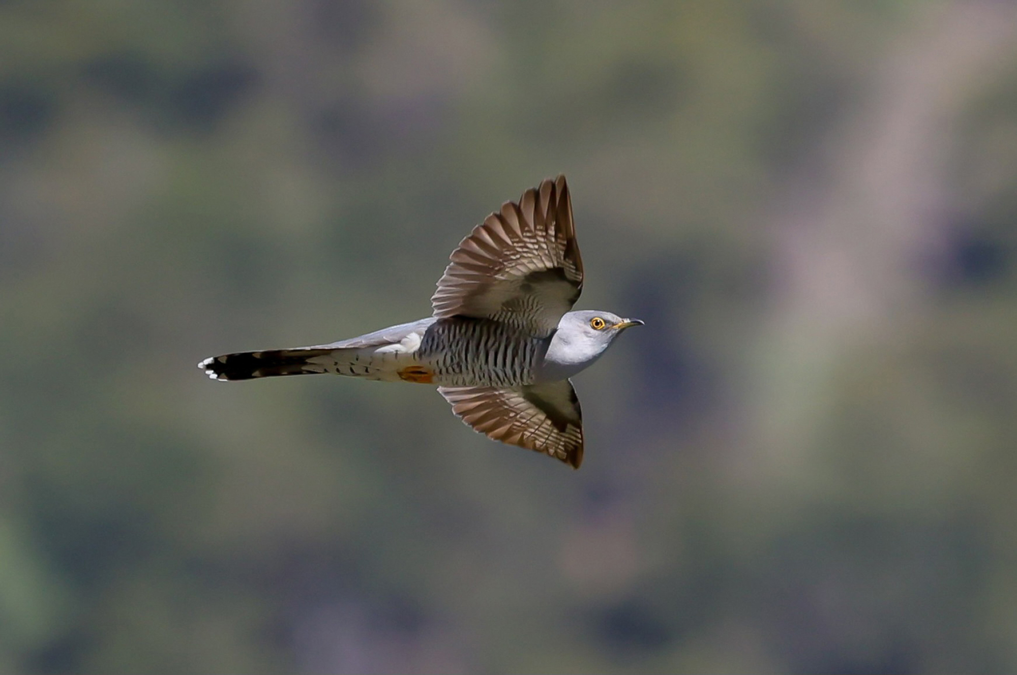 Kuckuck im Flug. Foto: Mario Schatz