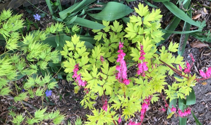 Was man im Mai im Garten tun kann