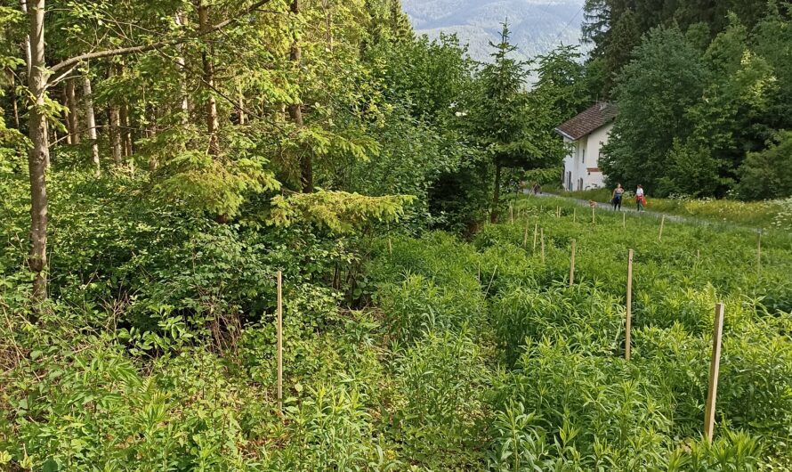 Neophyten in Inzing und Umgebung